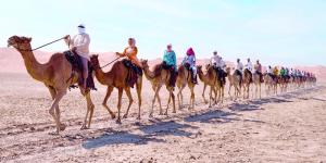 رحلة الهجن في الدرب إلى المحطة الأخيرة.. على ظهر المطية - وكالة Mea News