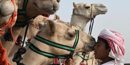 بنسبة تجاوزت 50%.. مهرجان الإبل يعزز عجلة الاقتصاد في الصياهد - وكالة Mea News