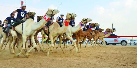 «مضمار اللبسة» يستقبل ماراثون رحلة الهجن - وكالة Mea News