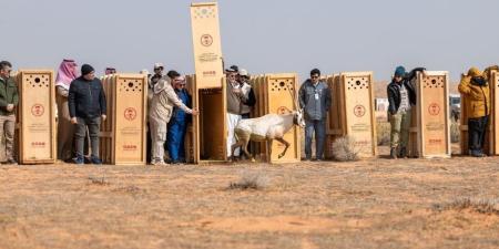 محمية الإمام تركي..إطلاق 95 من الكائنات الفطرية المهددة بالانقراض - وكالة Mea News