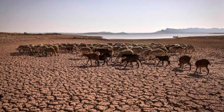 الزراعة المغربية في مهب أسوأ دورة جفاف منذ مطلع الثمانينات