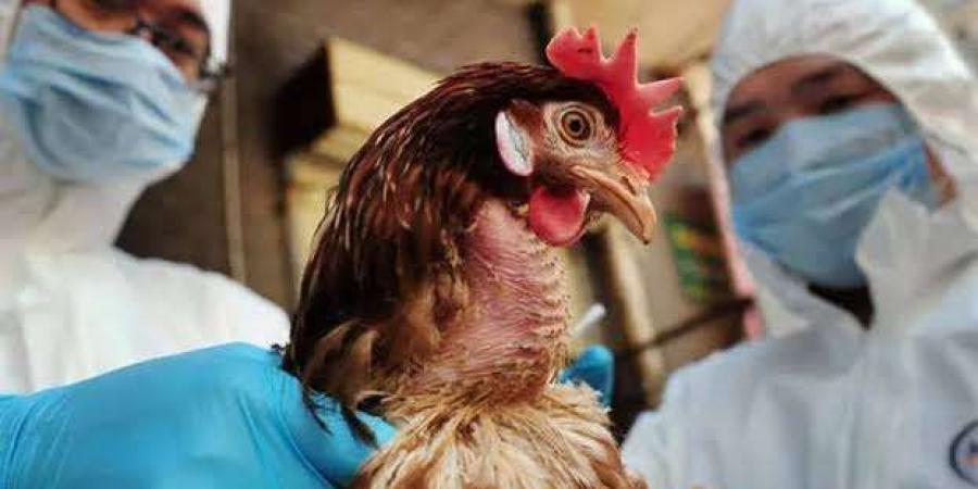 دراسة مثيرة للقلق: سلالة إنفلونزا الطيور H5N1 قد تتحول إلى جائحة في أي لحظة - وكالة Mea News