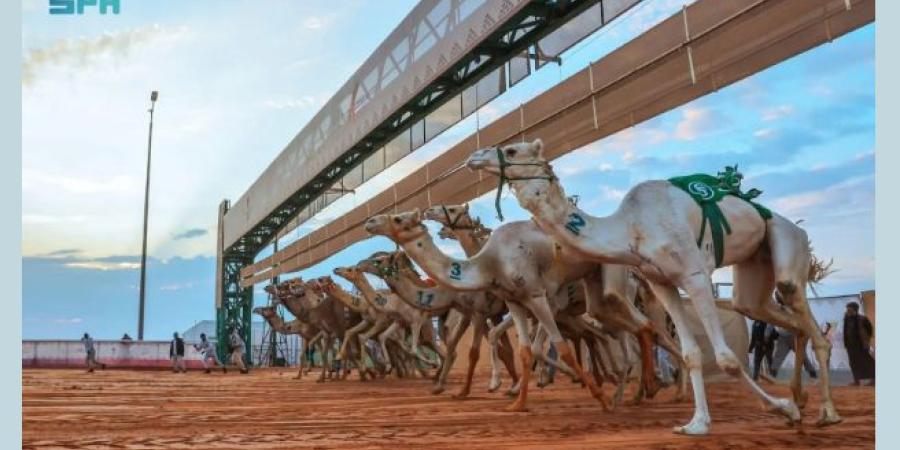 مهرجان الملك عبدالعزيز للإبل يشهد إقبالًا جماهيريًا كبيرًا في نسخته التاسعة - وكالة Mea News