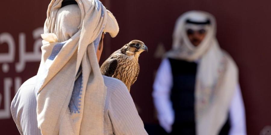 منافسات الكؤوس.. تفاصيل أشواط الهواة المحليين في مهرجان الصقور - وكالة Mea News