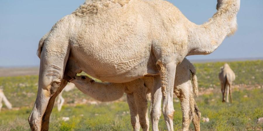 الإرشاد الزراعي يحذر من مخاطر الإفراط في تقديم الشعير للإبل - وكالة Mea News