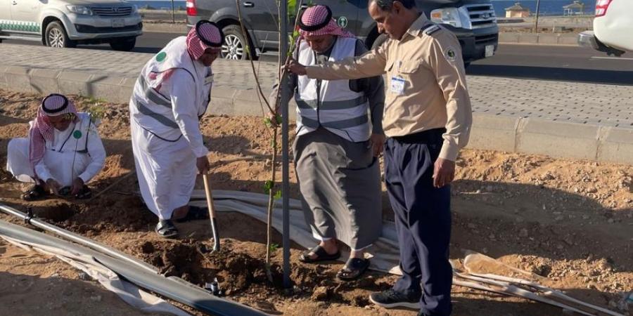 بالصور.. 700 شتلة متنوعة تُزين الواجهة البحرية في رابغ - وكالة Mea News