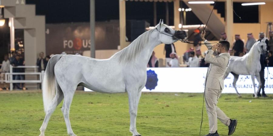 انطلاق مهرجان الأمير سلطان بن عبدالعزيز العالمي للجواد العربي