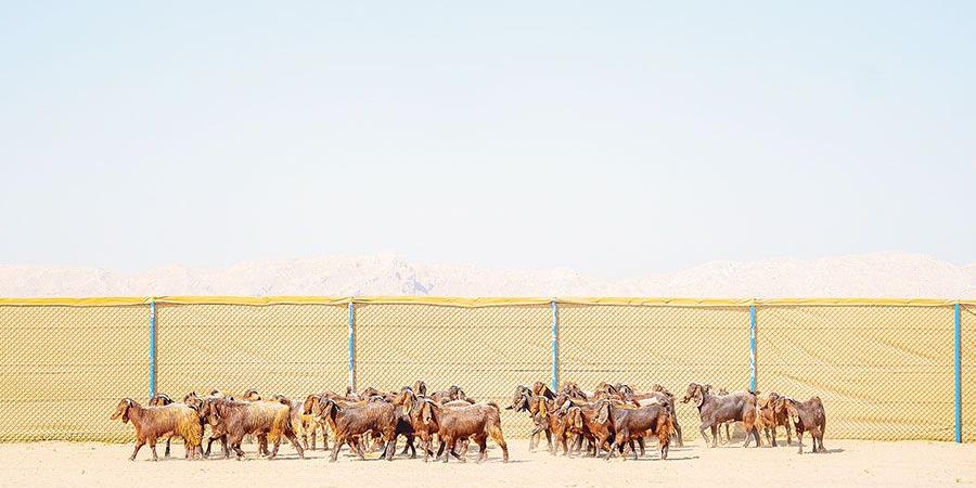 وصول أولى دفعات الماعز لمزرعة الوسطى جواً - وكالة Mea News