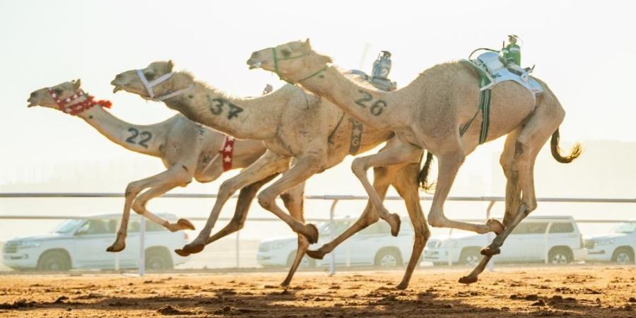 طويق.. أول مطية عمانية تتوَّج بكأس في مهرجان خادم الحرمين الشريفين للهجن