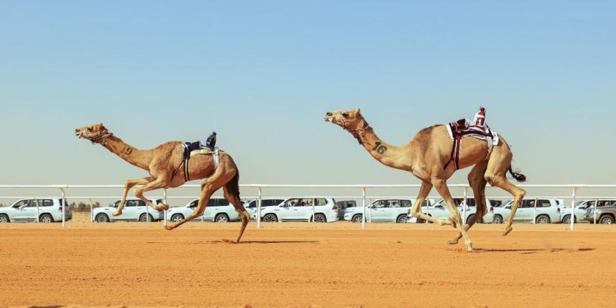 أرضية ميدان الجنادرية للهجن.. مواصفات عالمية