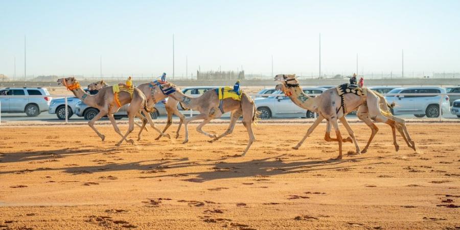 مهرجان خادم الحرمين الشريفين للهجن.. قرية تراثية و70 مليون ريال مجموع الجوائز