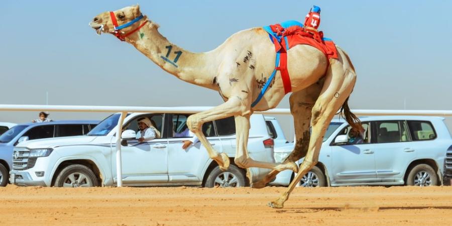 أكثر من 33 مليون مشاهد لمهرجان خادم الحرمين الشريفين 