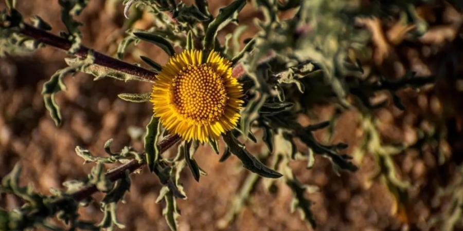 نبات النقد.. كنز عطري مميز ولمسة جمالية في براري الحدود الشمالية