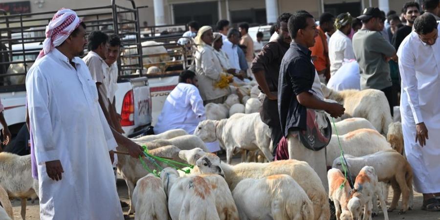 صور| أسواق الماشية في جازان تشهد إقبالًا متزايدًا قبل شهر رمضان