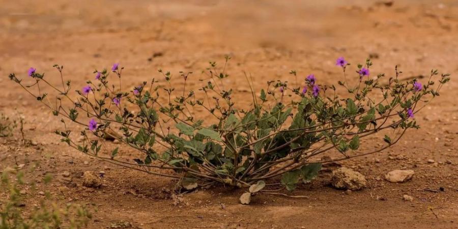 نبات الدبغة.. يعزز التوازن البيئي في براري الحدود الشمالية